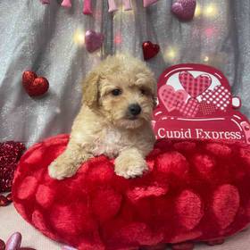 Maltipoo