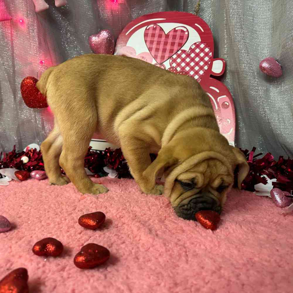 carousel pet images