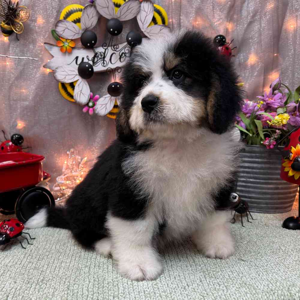 carousel pet images