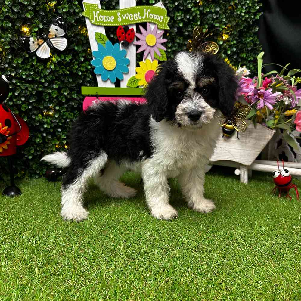 Image of a pet breed in the gallery