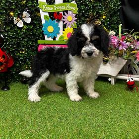 Bichon- Poo