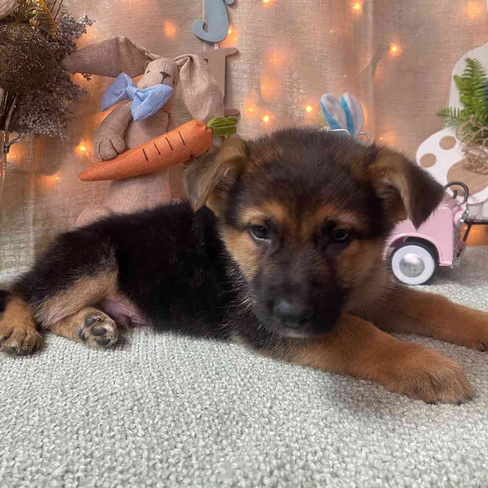 carousel pet images