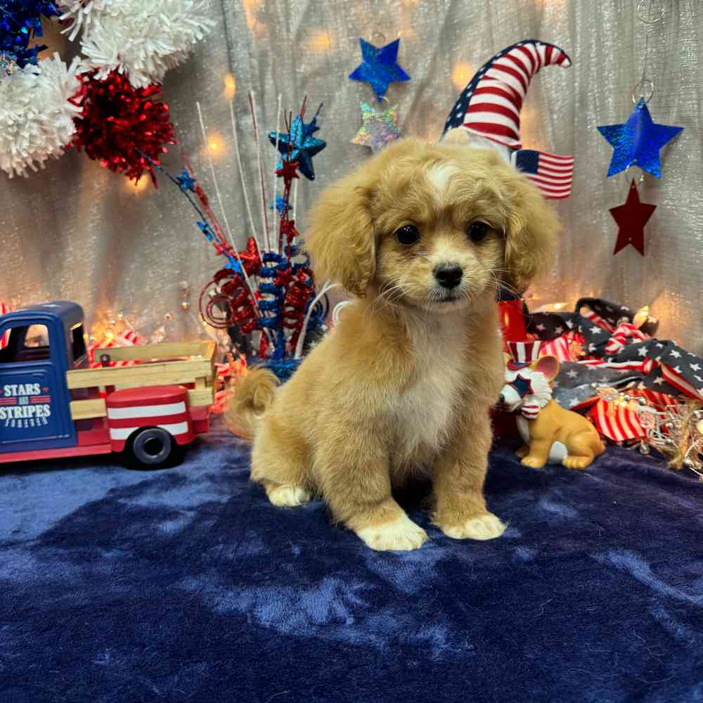 carousel pet images
