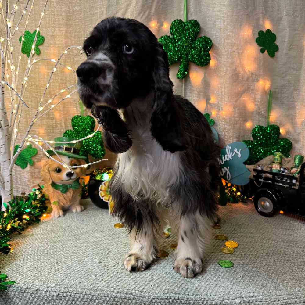 carousel pet images