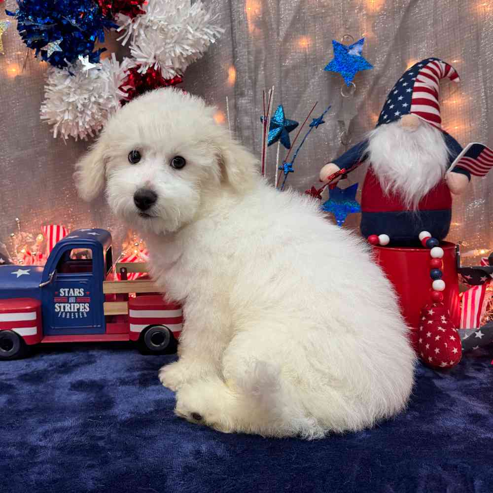 carousel pet images