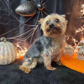 Yorkshire Terrier