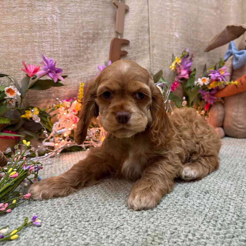 carousel pet images
