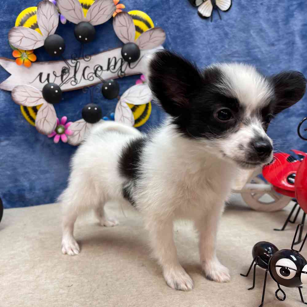 carousel pet images