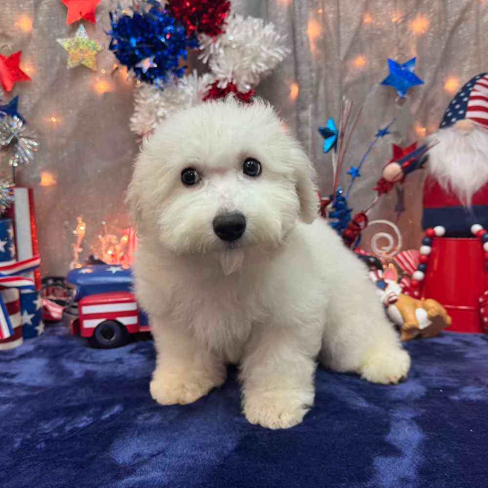 carousel pet images