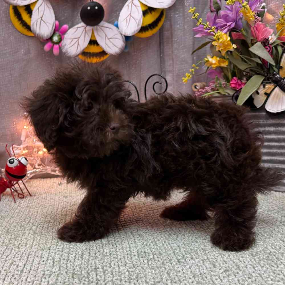carousel pet images