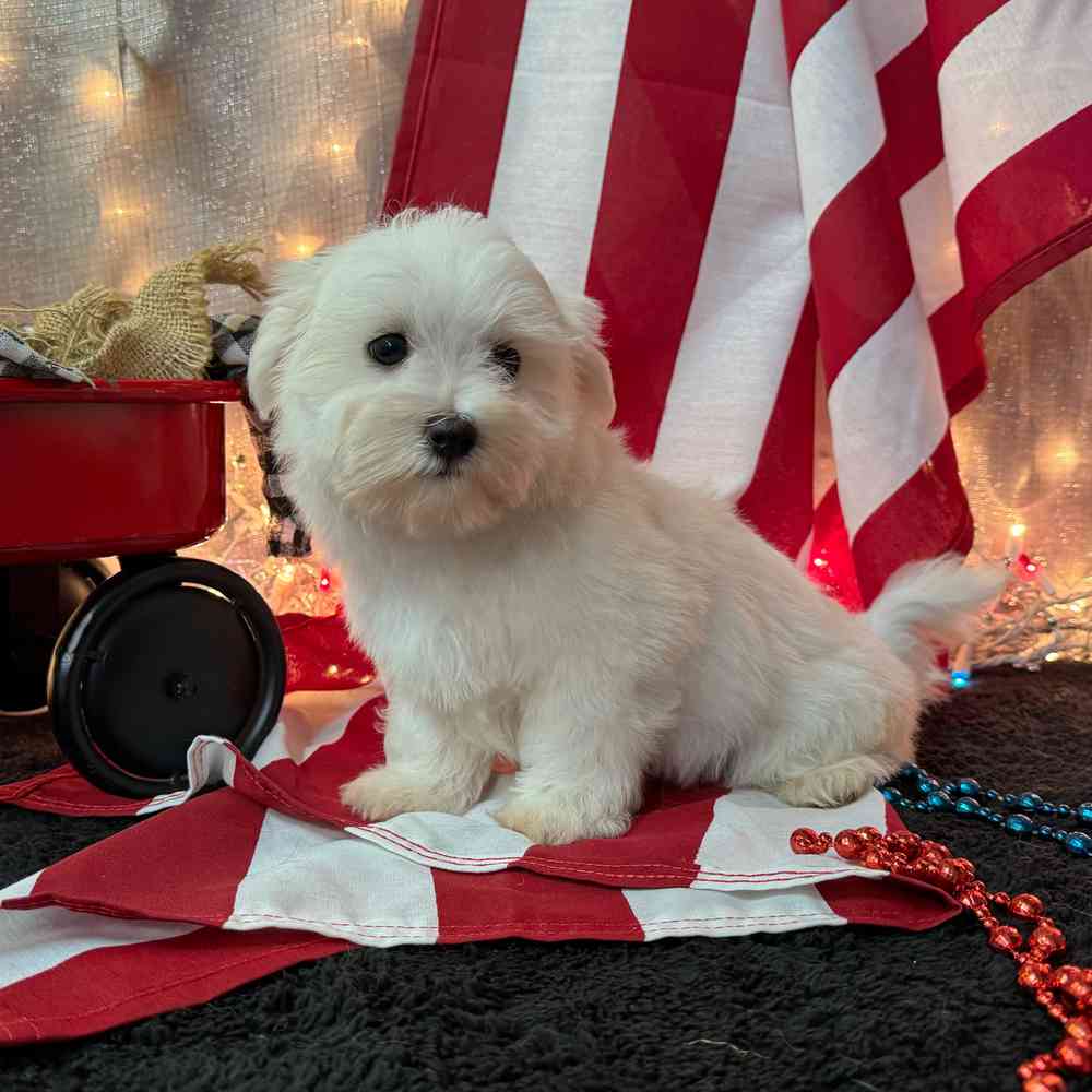 carousel pet images