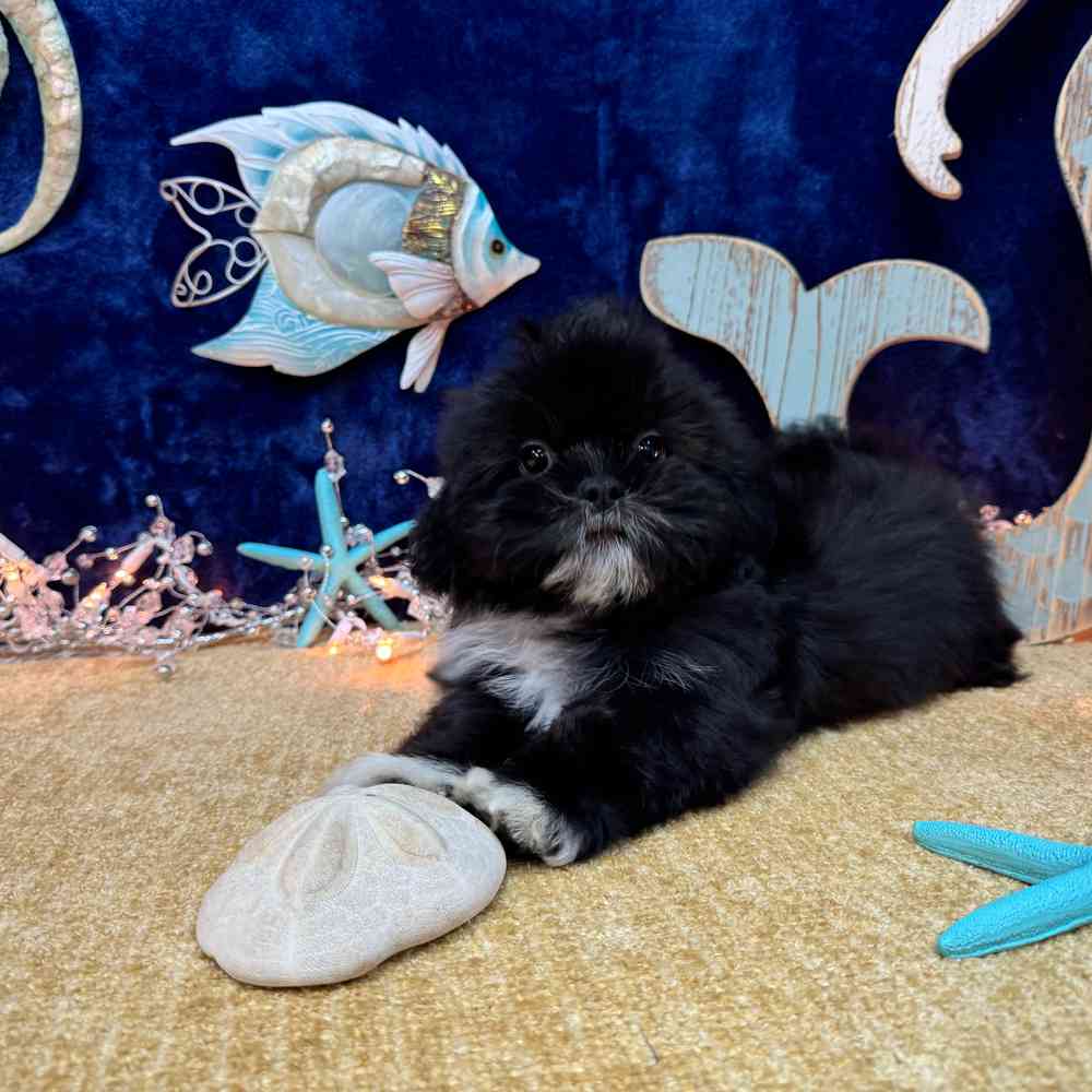carousel pet images