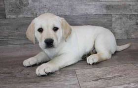 Labrador Retriever
