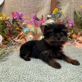 Yorkshire Terrier