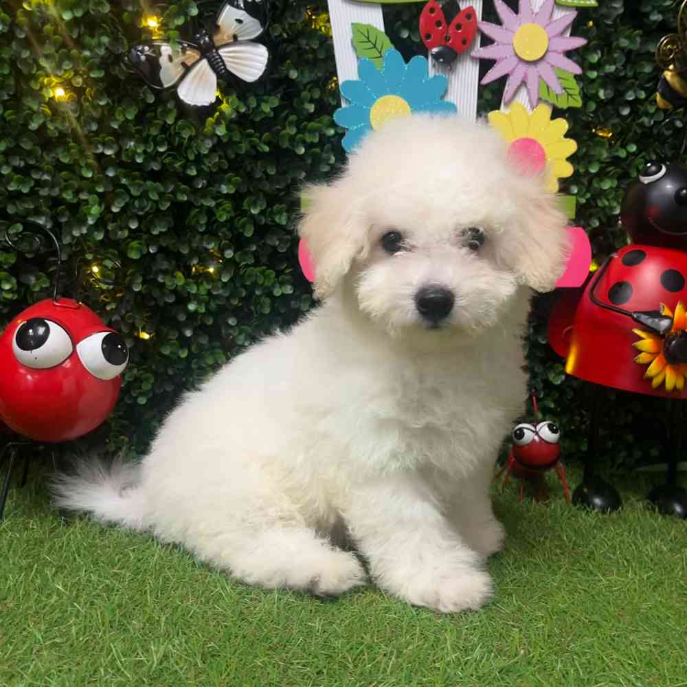 carousel pet images