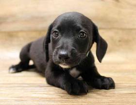 Jackshund