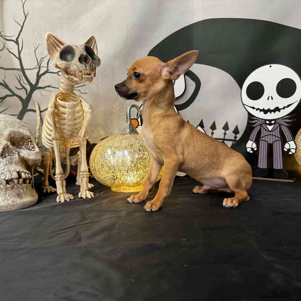 carousel pet images