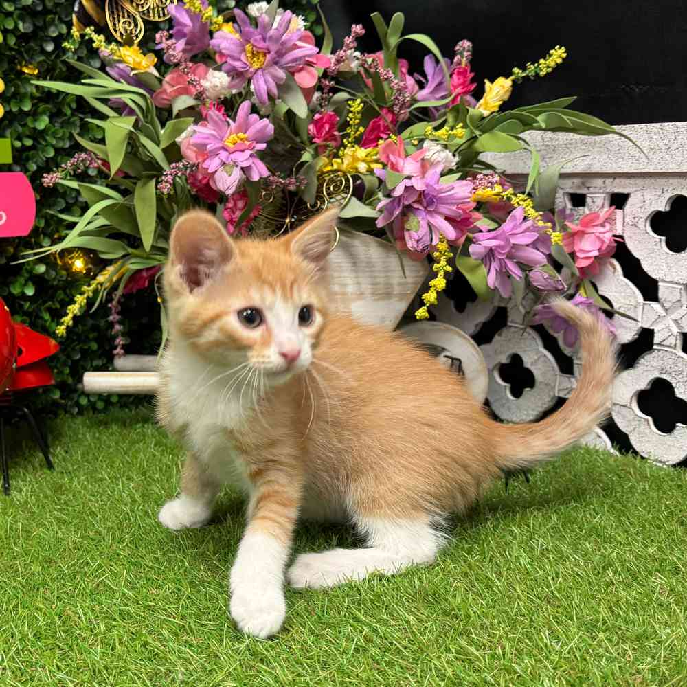 carousel pet images