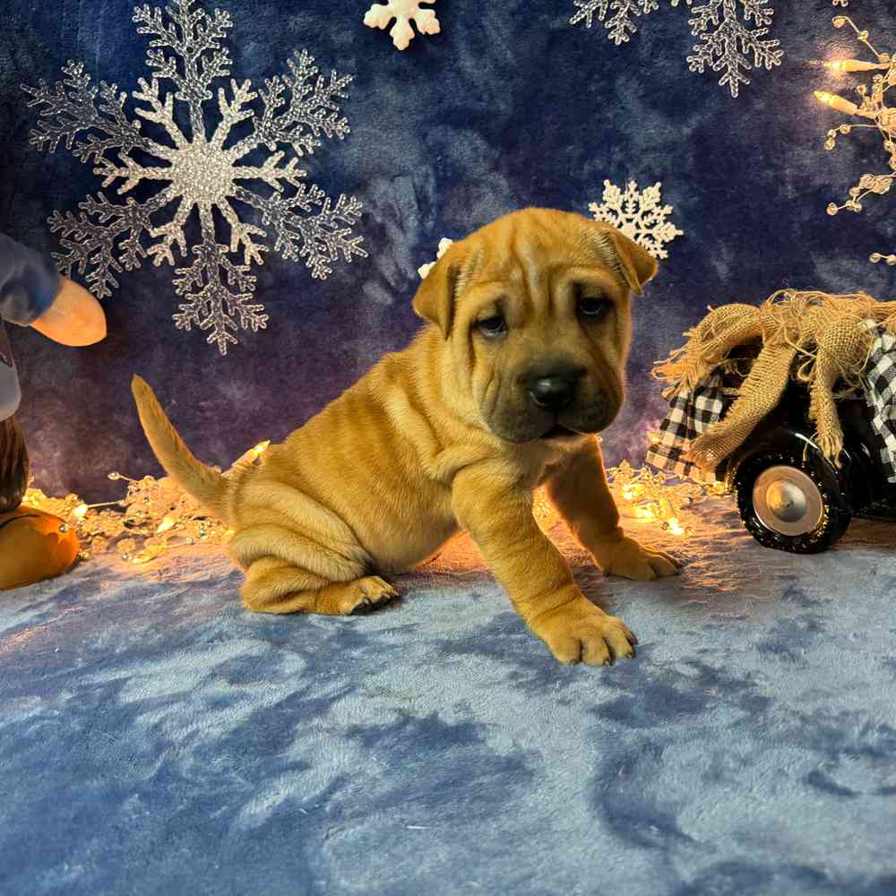 carousel pet images