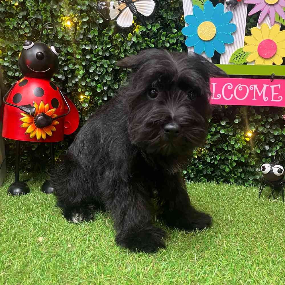 Image of a pet breed in the gallery