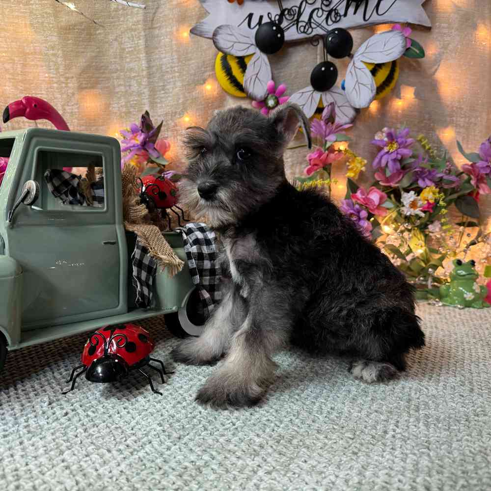 carousel pet images