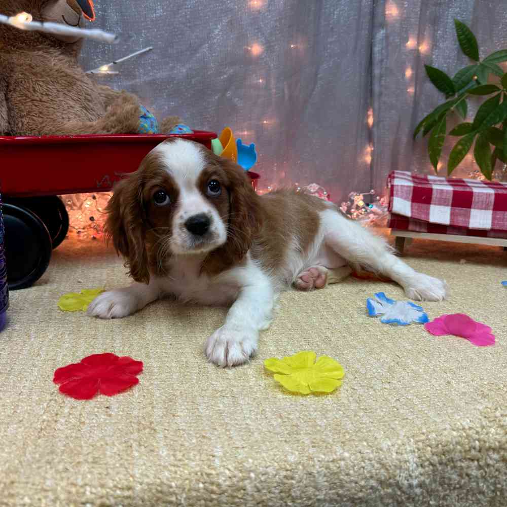 carousel pet images