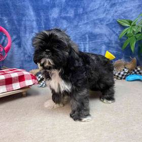 Shih Tzu