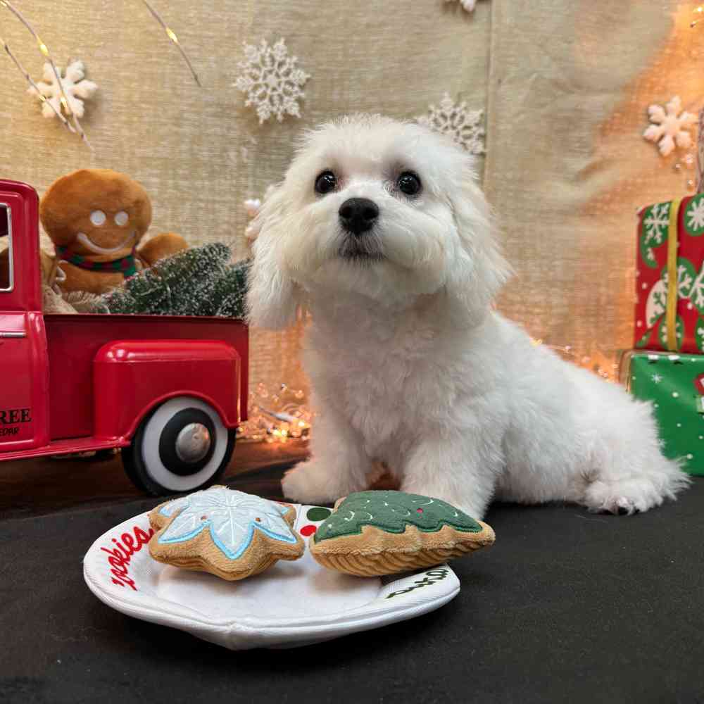carousel pet images