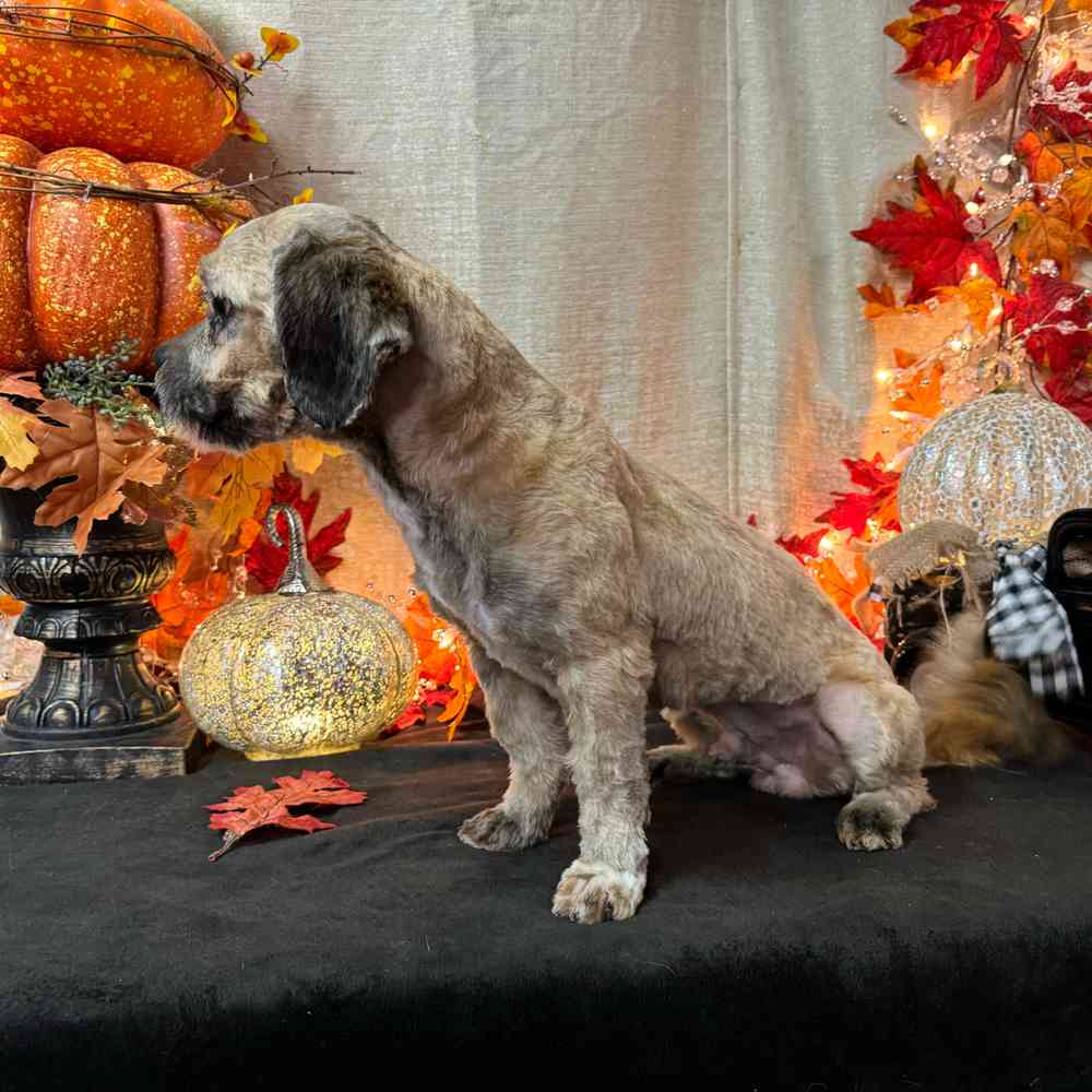 carousel pet images
