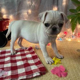 Pug