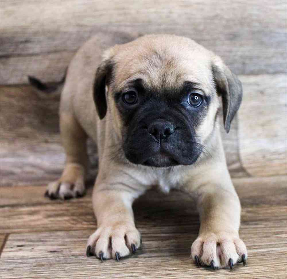 carousel pet images