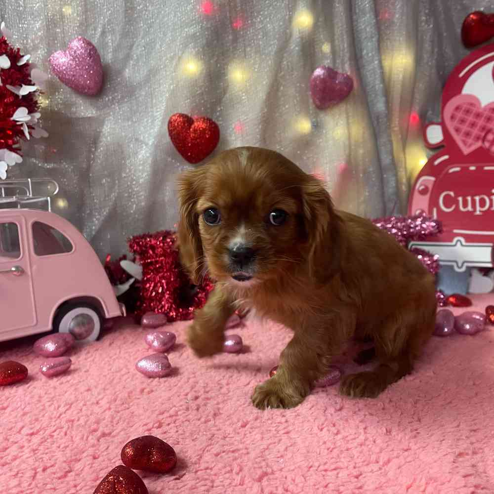 carousel pet images