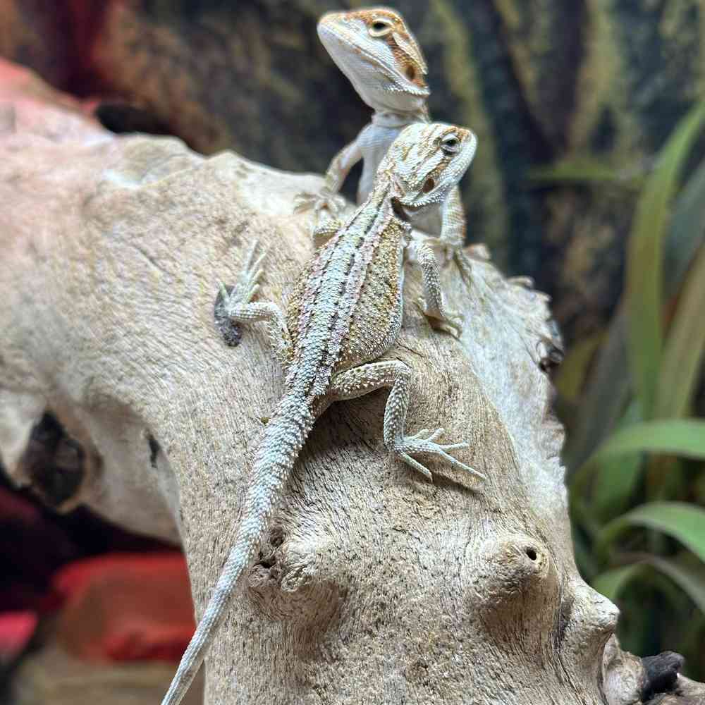 Image of a pet breed in the gallery