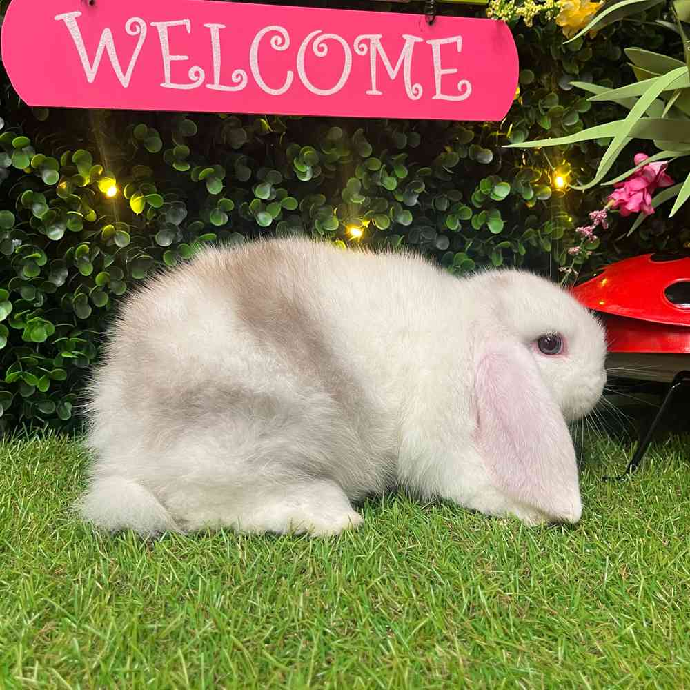 carousel pet images