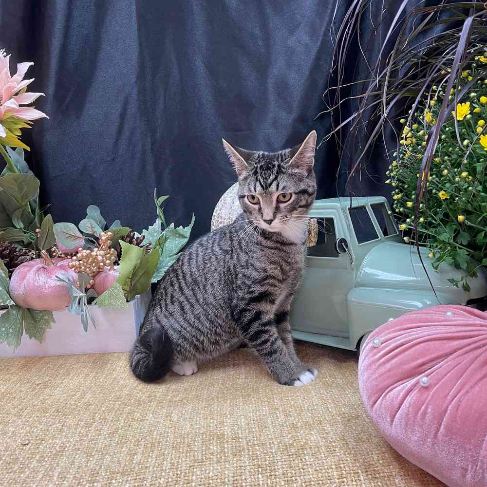 carousel pet images