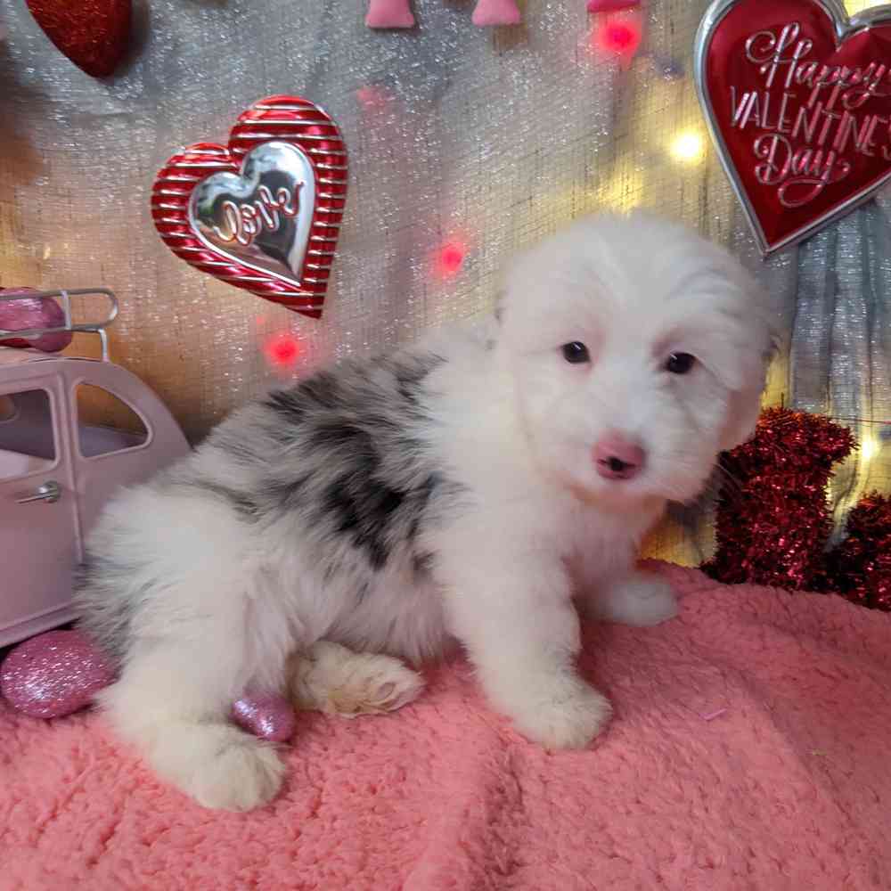 carousel pet images