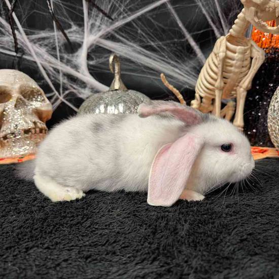 Flemish Giant Holland Lop Mix