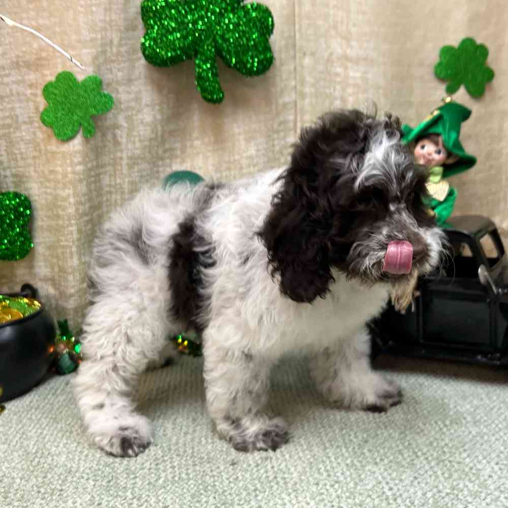 carousel pet images