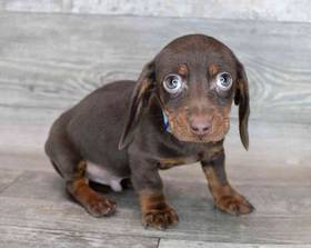 Dachshund