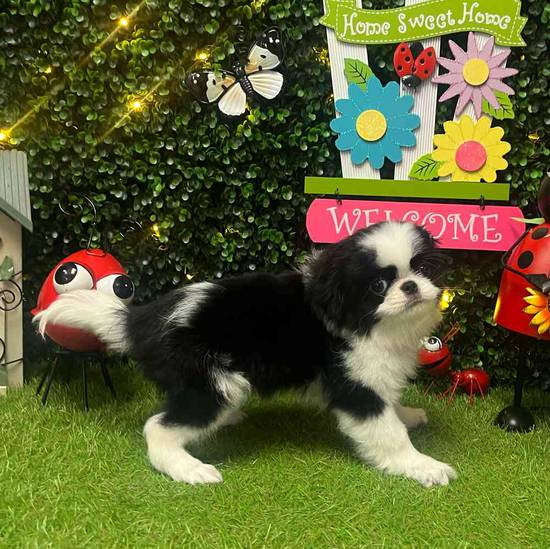 James