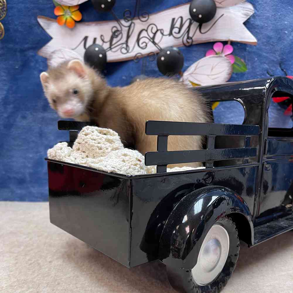 carousel pet images