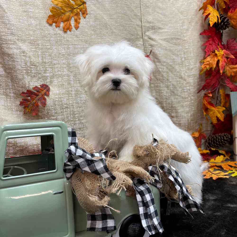 carousel pet images