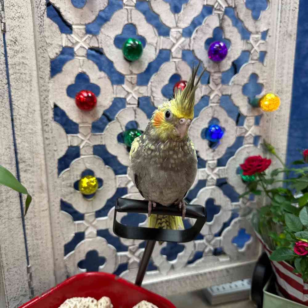 carousel pet images