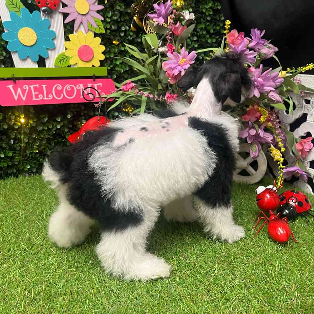 Image of a pet breed in the gallery