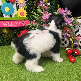 Schnoodle