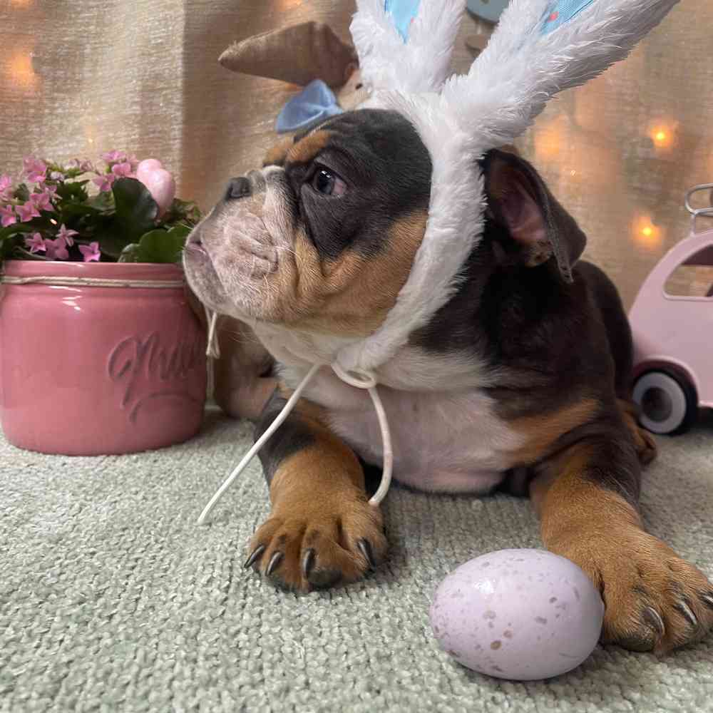 carousel pet images