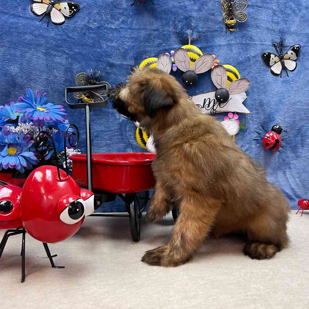 carousel pet images