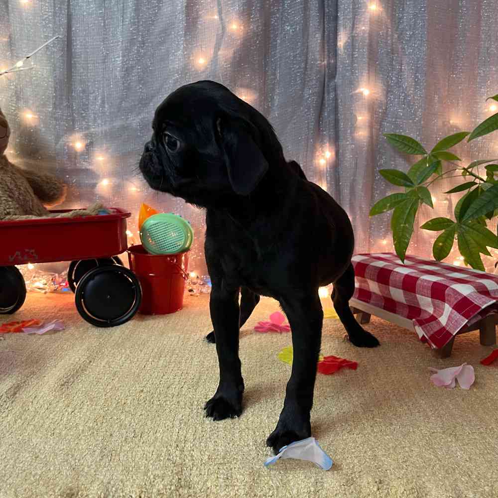 carousel pet images