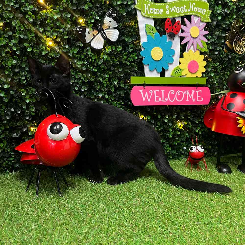carousel pet images
