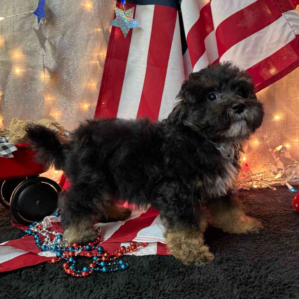 carousel pet images